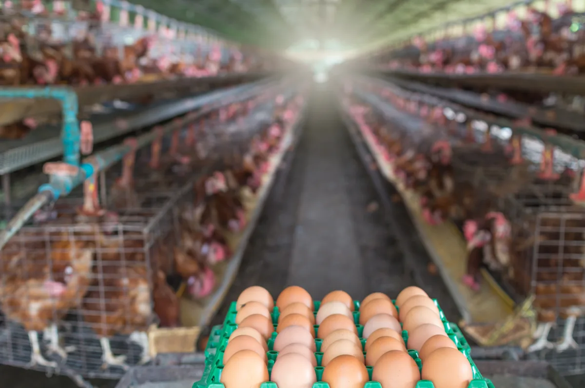 egg chicken farm